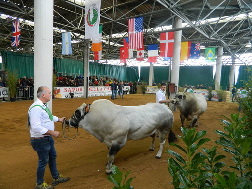 Fondi Mipaaf, 5 milioni per i bovini di Razza Piemontese