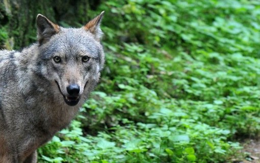 Pubblicato il primo monitoraggio nazionale dei lupi, nelle regioni alpine italiane stimati 946 esemplari
