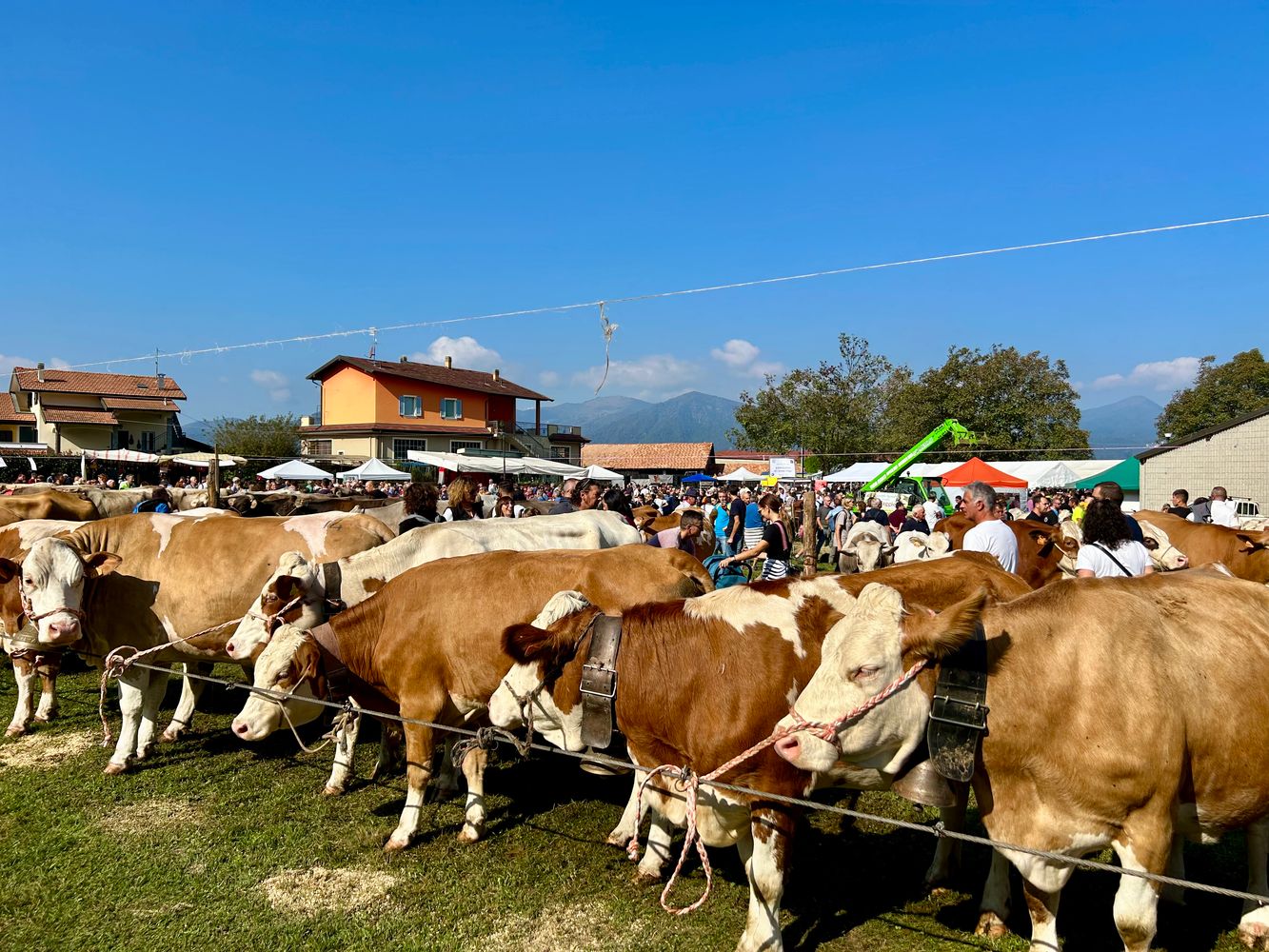 La &quot;blue tongue&quot; non ferma la Fiera Zootecnica di Armeno
