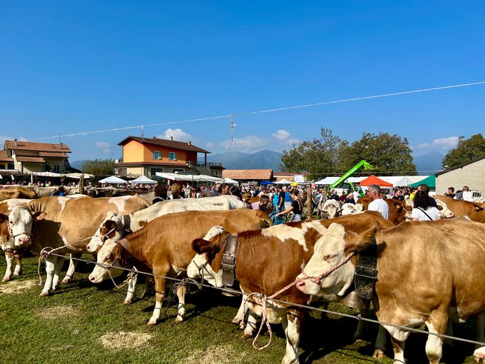 La &quot;blue tongue&quot; non ferma la Fiera Zootecnica di Armeno