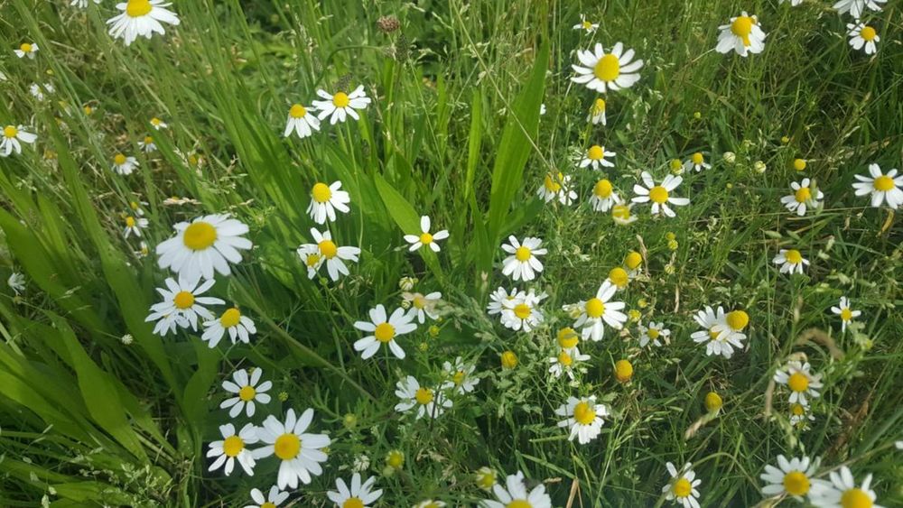 Le piante di camomilla