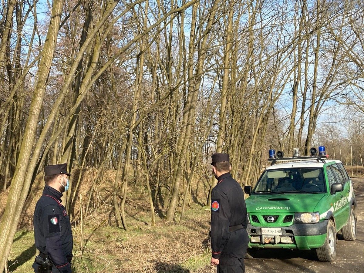 Trappola illegale per i lupi, multato allevatore nel novarese