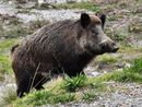Peste suina, Coldiretti Piemonte lancia l'allarme: &quot;A rischio 3 mila aziende, basta assistere all'abbattimento di animali sani&quot;