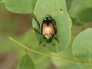 Allarme Popillia japonica: Confagricoltura chiede interventi urgenti