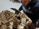 Biella, blitz al mercatino dell’antiquariato: sequestrati avorio e pellicce di leopardo