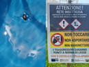 Popillia japonica al via il piano di azione 2025 per contenerne la diffusione Popillia japonica al via il piano di azione 2025 per contenerne la diffusione