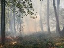 Incendi, il Piemonte regge ma l’Italia brucia: Legambiente lancia l’allarme e chiede un cambio di passo