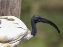 Ibis sacri nei parchi di Novara: tra meraviglia e allarme ambientale Ibis sacri nei parchi di Novara: tra meraviglia e allarme ambientale