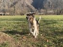 Inaugurazione dell'area cani a Bellinzago Novarese