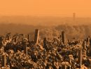 Il territorio del vino: un viaggio nell’Alto Piemonte