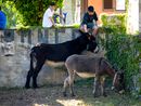 Annullato il Palio degli Asini di Cameri