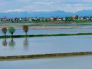 Coldiretti Novara-Vco – Riso: no al riconoscimento dell’Igp Basmati proposto dal Pakistan