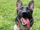 Trecate, arriva Mitch: il nuovo cane antidroga che raccoglie l’eredità di Baldo Trecate, arriva Mitch: il nuovo cane antidroga che raccoglie l’eredità di Baldo