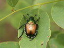 Popilia japonica, anche il nostro territorio tra le zone infestate Popilia japonica, anche il nostro territorio tra le zone infestate