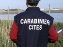 Bracconaggio ittico: smantellata organizzazione che operava in diverse regioni con sede logistica a Borgo Ticino Bracconaggio ittico: smantellata organizzazione che operava in diverse regioni con sede logistica a Borgo Ticino