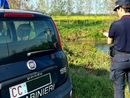 Multa di 3mila euro per pioppeto abusivo sulle rive dell'Agogna