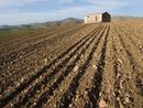 Altro successo di Coldiretti: accolta la richiesta di proroga per la semina degli erbai da sovescio