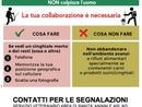 Gestione della peste suina africana: cosa fare e a chi rivolgersi