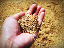 Risicoltura Novarese: focus sulle nuove tecniche agronomiche