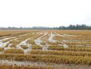 Maltempo del 16 e 17 aprile: le aziende agricole trecatesi potranno segnalare i danni