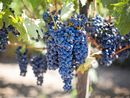 Regione, contrasto della flavescenza dorata della vite: pubblicate le misure obbligatorie per il 2024