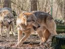 Lupi, commissione tutela animali: "Declassamento ingiustificato"