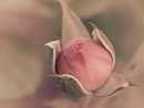 &quot;Fatti Fiore&quot;: la fotografia di Chiara Cerri in mostra a Palazzo Tornielli