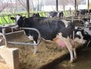 Coldiretti Piemonte,  Ue: serve Pac forte per garantire sovranità cibo