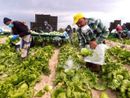 "Il Piemonte può essere modello contro lo sfruttamento lavorativo” "Il Piemonte può essere modello contro lo sfruttamento lavorativo”