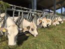 Emergenza  Blue Tongue, Carenini (Cia Piemonte): &quot;Bene il tavolo con la Regione&quot;