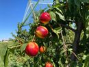 Coldiretti Piemonte: &quot;Frutta e verdura made in Piemonte per combattere il caldo&quot;