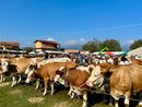 La &quot;blue tongue&quot; non ferma la Fiera Zootecnica di Armeno