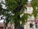 In Piemonte 319 alberi monumentali: l'analisi di Coldiretti