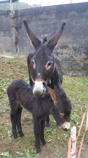 Domani ad Ameno si potrà passeggiare con gli husky e gli asinelli Domani ad Ameno si potrà passeggiare con gli husky e gli asinelli