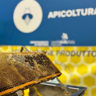 Il regno delle api, sentinelle della natura: la regione finanzia un progetto nelle scuole del novarese