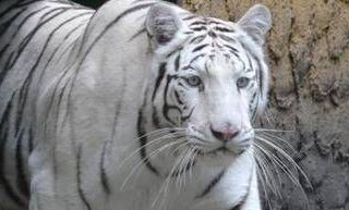 Tragedia allo zoo in Ucraina, tigre bianca sbrana e uccide un uomo