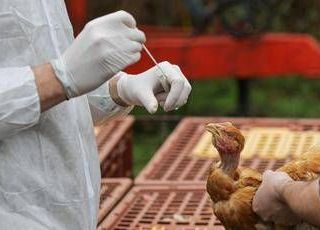 Aviaria, negli Usa primo caso umano al mondo: morto il paziente infettato dal virus