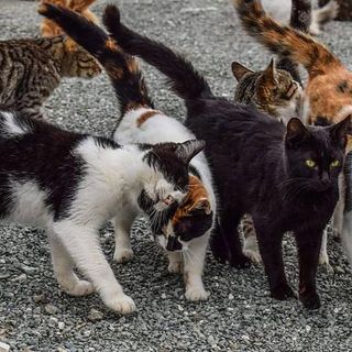 Finanziati 25 progetti per gatti randagi e colonie feline Finanziati 25 progetti per gatti randagi e colonie feline