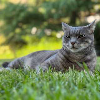 Il 17 febbraio è la Festa nazionale del Gatto, tutto su questi animali magici e affascinanti