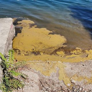Esempio di fioriture algali sul lago d'Orta