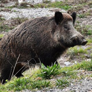 Peste suina, Coldiretti Piemonte lancia l'allarme: &quot;A rischio 3 mila aziende, basta assistere all'abbattimento di animali sani&quot;