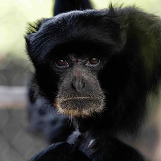 Bianca e Bali, due siamanghi al Safari Park di Pombia