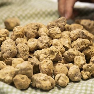 Al via il bando per la salvaguardia del tartufo bianco pregiato