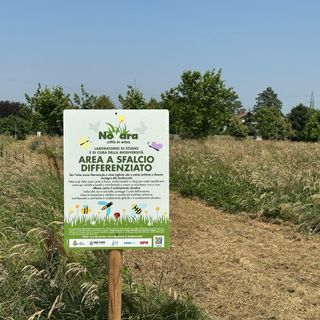 Erba alta per la biodiversità: a Novara il verde urbano parla alle api