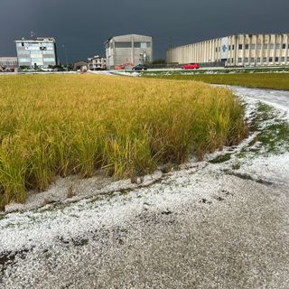 Novarese, grandinata devastante: risaie distrutte Novarese, grandinata devastante: risaie distrutte