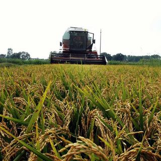 Crollo dei prezzi del riso italiano: Coldiretti denuncia l’invasione di prodotto estero a basso costo