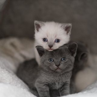 Un amico peloso in salute: trattamenti antiparassitari per cuccioli e gattini oltre le 6 settimane di vita