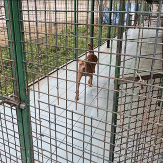 Approvato il progetto di riqualificazione del canile di via del Gazzurlo a Novara