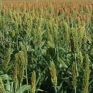 Allerta sorgo per il bestiame: le raccomandazioni di Asl Novara agli allevatori