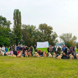 Arona: oltre 80 Golden Retriever in città per l'annuale passeggiata di gruppo